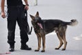 Police dog near the police officer