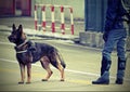 Police dog and a policeman with vintage effect on the street Royalty Free Stock Photo