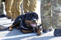 Police dog rottweiler laying down near feet of policemen Royalty Free Stock Photo