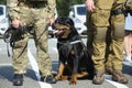 Police dog rottweiler sitting on the ground near soldiers of KORD police strike force, Ukrainian SWAT Royalty Free Stock Photo