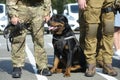 Police dog rottweiler sitting near soldiers of police strike forces Royalty Free Stock Photo