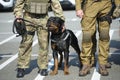 Police dog rottweiler standing near soldiers of police strike forces Royalty Free Stock Photo