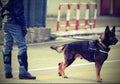 Police dog with text POLICE with vintage effect Royalty Free Stock Photo