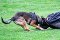 Police dog training Royalty Free Stock Photo