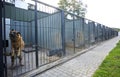 Police dogs German shepherds sitting in an aviary Royalty Free Stock Photo