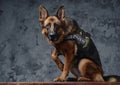 Police german shepherd with uniform against dark background