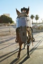 Police horse on duty