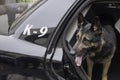 Police K-9 in Patrol Car