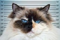 Police mugshot line up of Blue Eyes white and black ragdoll cat portrait