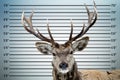 Police mugshot line up of Deer