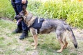Policeman with German shepherd police dog Royalty Free Stock Photo