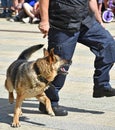 Police officer and his german shepherd dog Royalty Free Stock Photo