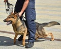 Police officer and his german shepherd dog Royalty Free Stock Photo