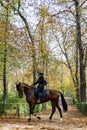 Police officer mounted on a horse passing through a road full of dry leaves due to autumn in the Retiro Park in Madrid, Spain.