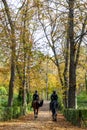 Police officer mounted on a horse passing through a road full of dry leaves due to autumn in the Retiro Park in Madrid, Spain.