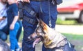 Police officer in uniform on duty with aged K9 canine German shepherd police dog, blurred people in the background