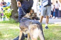 Police dog K9 canine German shepherd with policeman in uniform on duty, blurred people in the background