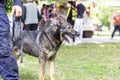 Police officer in uniform on duty with a K9 canine German shepherd police dog, blurred people in the background Royalty Free Stock Photo