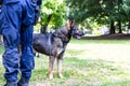 Police officer in uniform on duty with a K9 canine German shepherd police dog Royalty Free Stock Photo