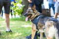Police officer in uniform on duty with a K9 canine German shepherd police dog Royalty Free Stock Photo