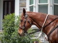 A police patrol horse walking on a route in the city Royalty Free Stock Photo