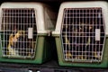 Police Service Dogs in dog cages Royalty Free Stock Photo