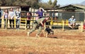 Police trained Alsatian dog, being released by handler for chase