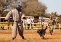 Police trained Alsatian dog, take padded running man down in sho Royalty Free Stock Photo