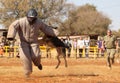 Police trained Alsatian dog, take padded running man down in sho Royalty Free Stock Photo