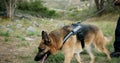 Policeman, dogs or patrol a crime scene in outdoor, first responder or law enforcement for investigation in k9 unit Royalty Free Stock Photo