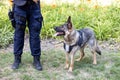 Policeman with German shepherd police dog Royalty Free Stock Photo