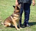 Policeman with his German shepherd dog Royalty Free Stock Photo