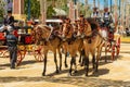 A policeman and 3 mule horses on the Horse Feria Feria de Caballo , Jerez de la Frontera, Andalusia, Spain, May 14, 201