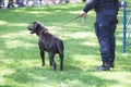 Policeman with police dog on duty Royalty Free Stock Photo