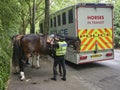 A Policeman getting his Horse ready for a patrol in the grounds of Kelvingrove Park in Glasgow.