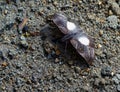Wild moth from GuatapÃÂ©, Antioquia