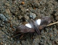 Wild moth from GuatapÃÂ©, Antioquia PPP