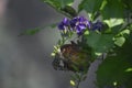 Polinating Painted Lady Butterfly on Purple Flowers Royalty Free Stock Photo