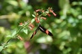 Polinating Postman Butterfly on a Red Blooming Flower Royalty Free Stock Photo