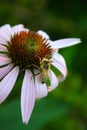 Polinator on Purple Coneflower Blossom Royalty Free Stock Photo