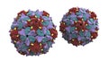 Poliovirus, an RNA virus from Picornaviridae family that causes polio disease