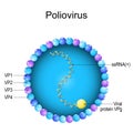 Poliovirus structure. Close-up of a Virion anatomy