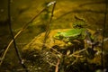 Polish fauna: little green frog in pond Royalty Free Stock Photo