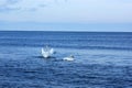 Polish Baltic Sea beautiful blue sea waves ocean horizon sand and beach blue sky white birds swans sea