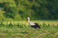 Polish big bird - Stork walking on a green meadow
