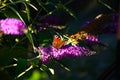 polish butterfly rusaÃâka pawik sitting on budley