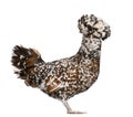 Polish chicken against white background Royalty Free Stock Photo