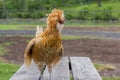 Polish cute chicken standing on wooden table