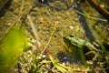 Polish fauna: little green frog in pond Royalty Free Stock Photo