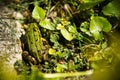 Polish fauna: little green frog in pond